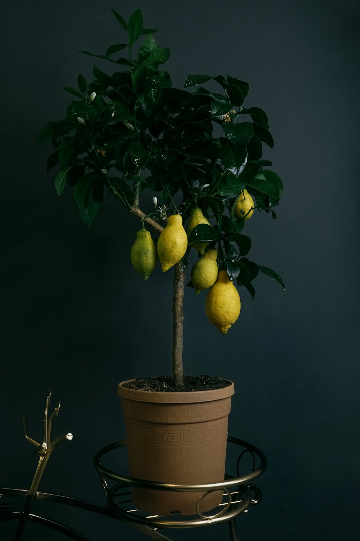 yellow lemon fruit on brown clay pot