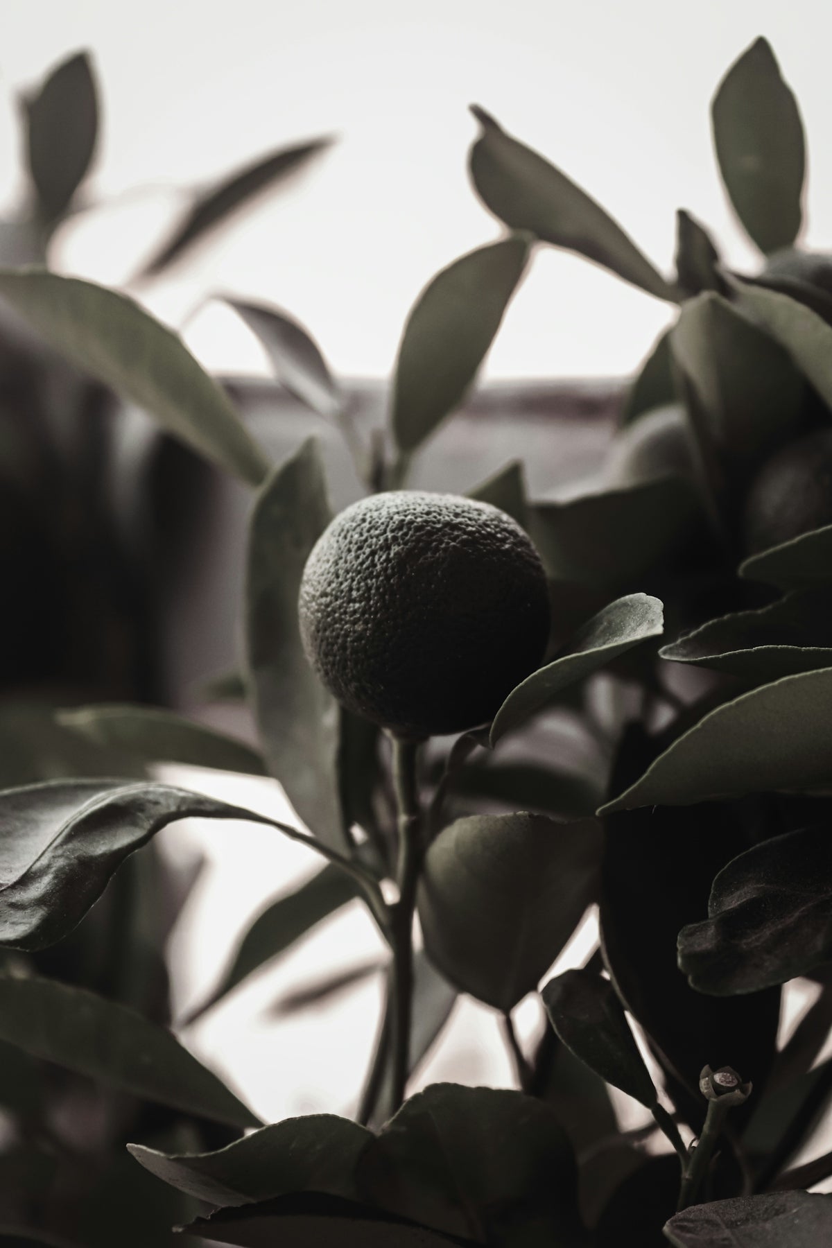 a black and white photo of an orange tree