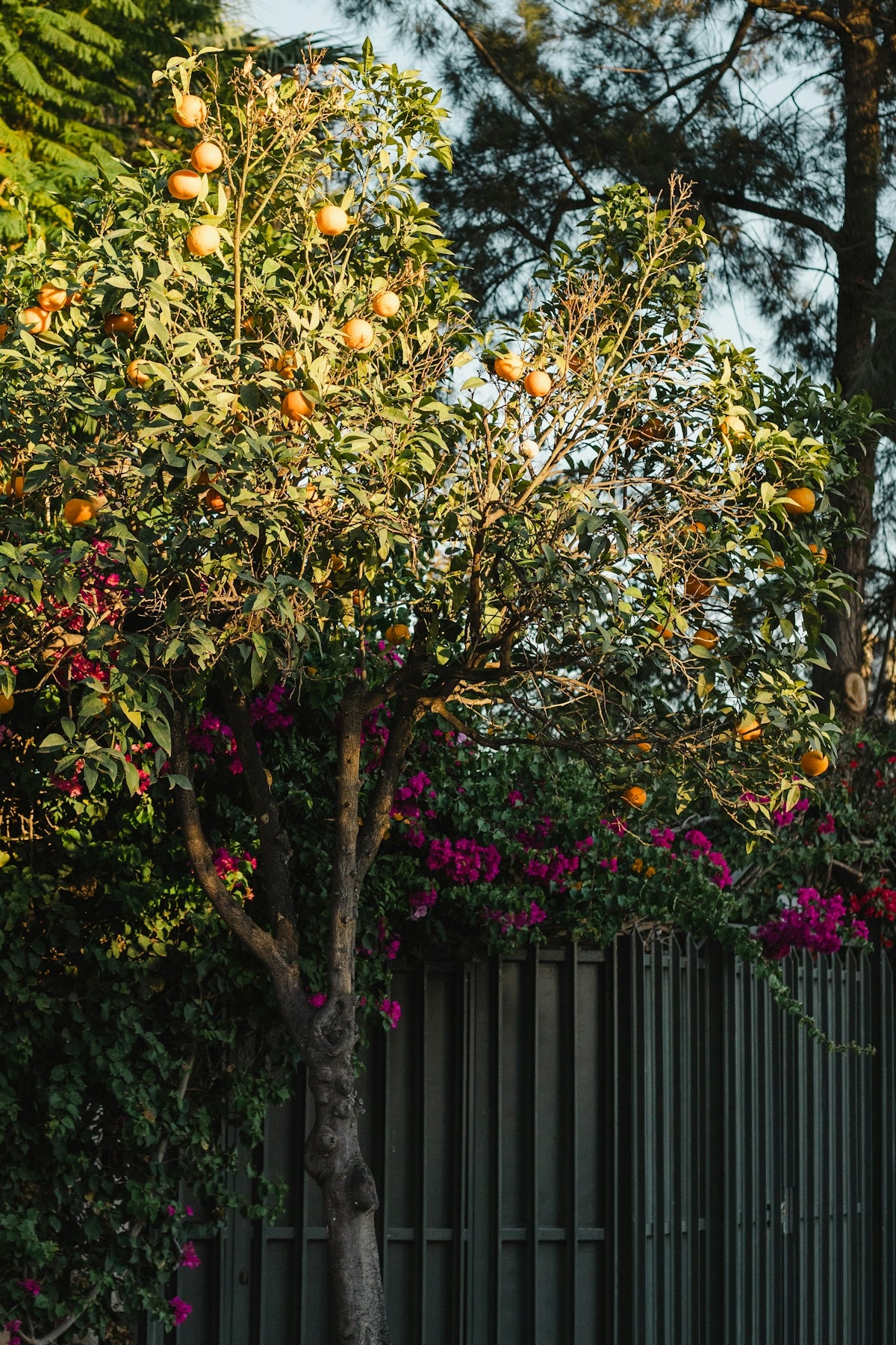 a tree with oranges growing on it next to a fence