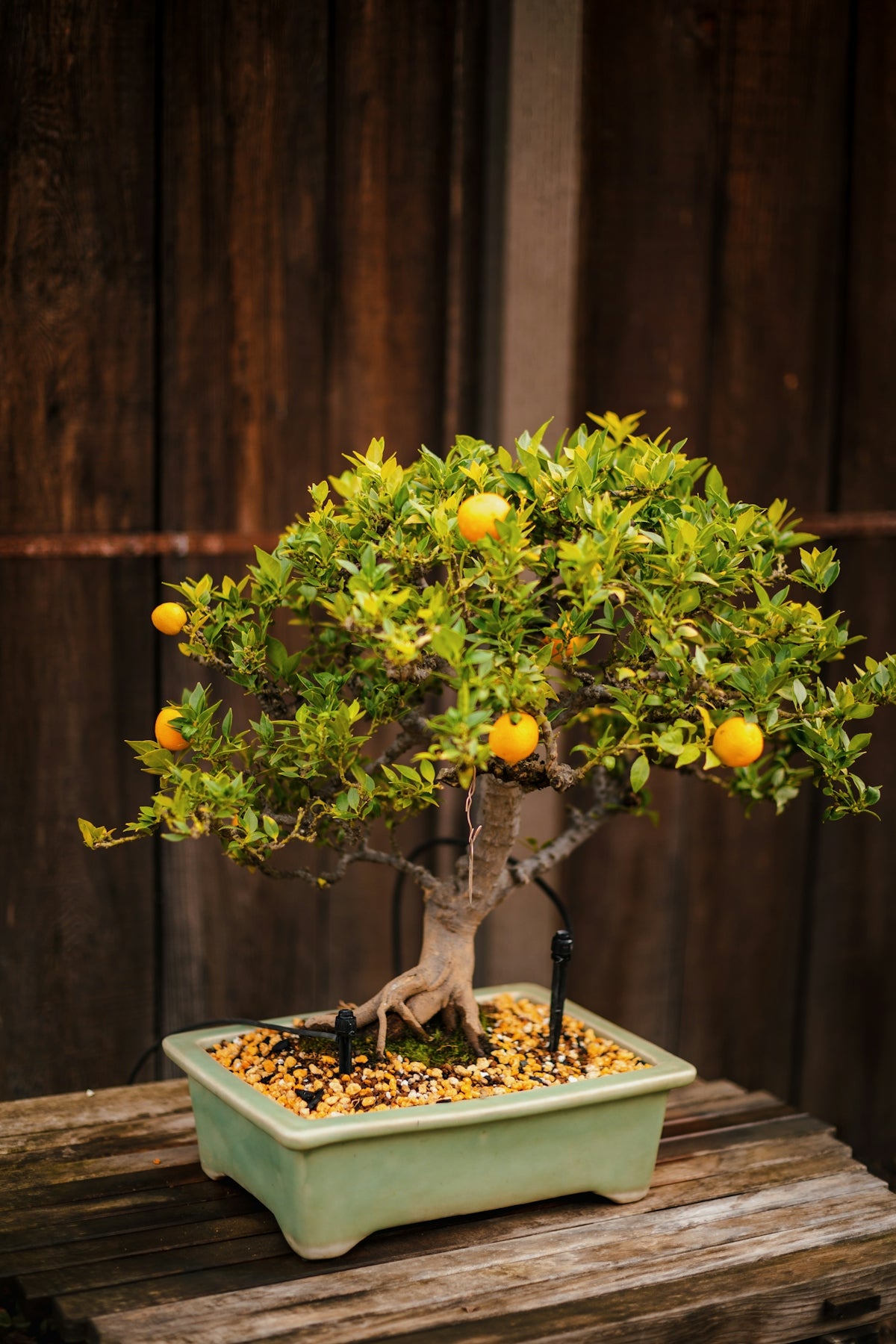 a bonsai tree in a green pot on a wooden table