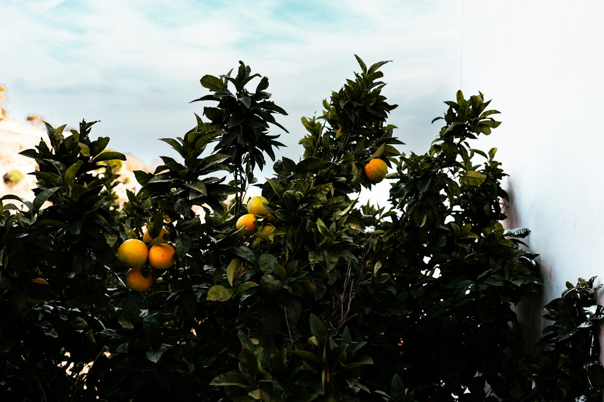 a tree filled with lots of oranges next to a building