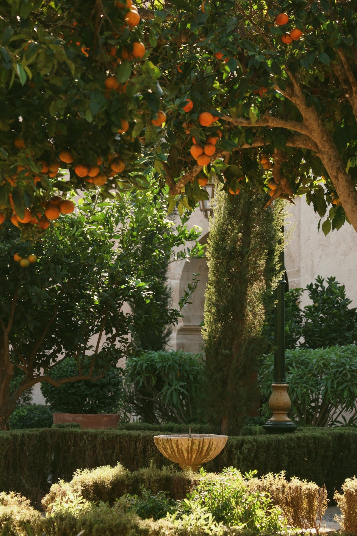 an orange tree with oranges hanging from it's branches