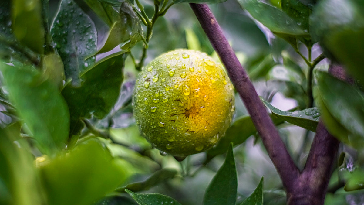 a close up of a fruit on a tree