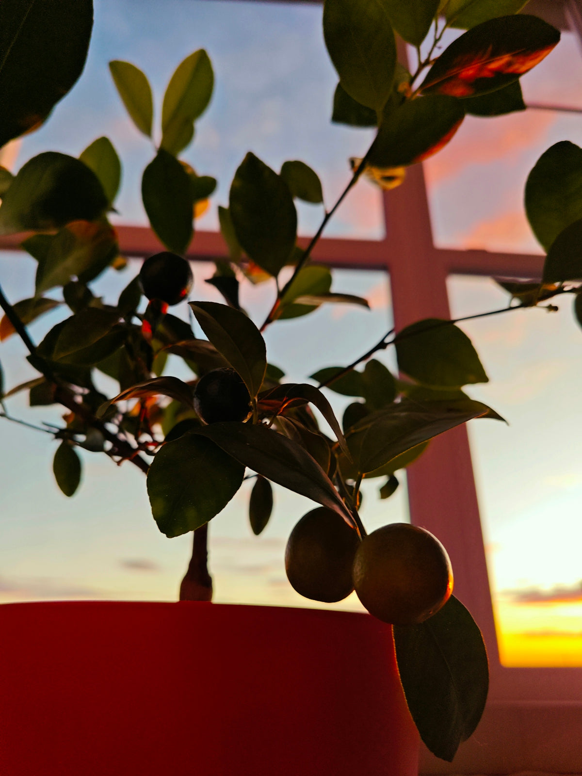 A potted plant sitting in front of a window