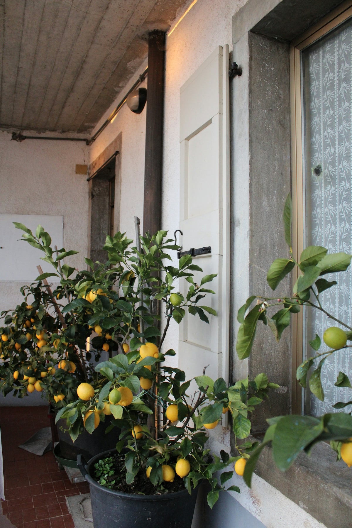 Lemon trees grow in pots near a window