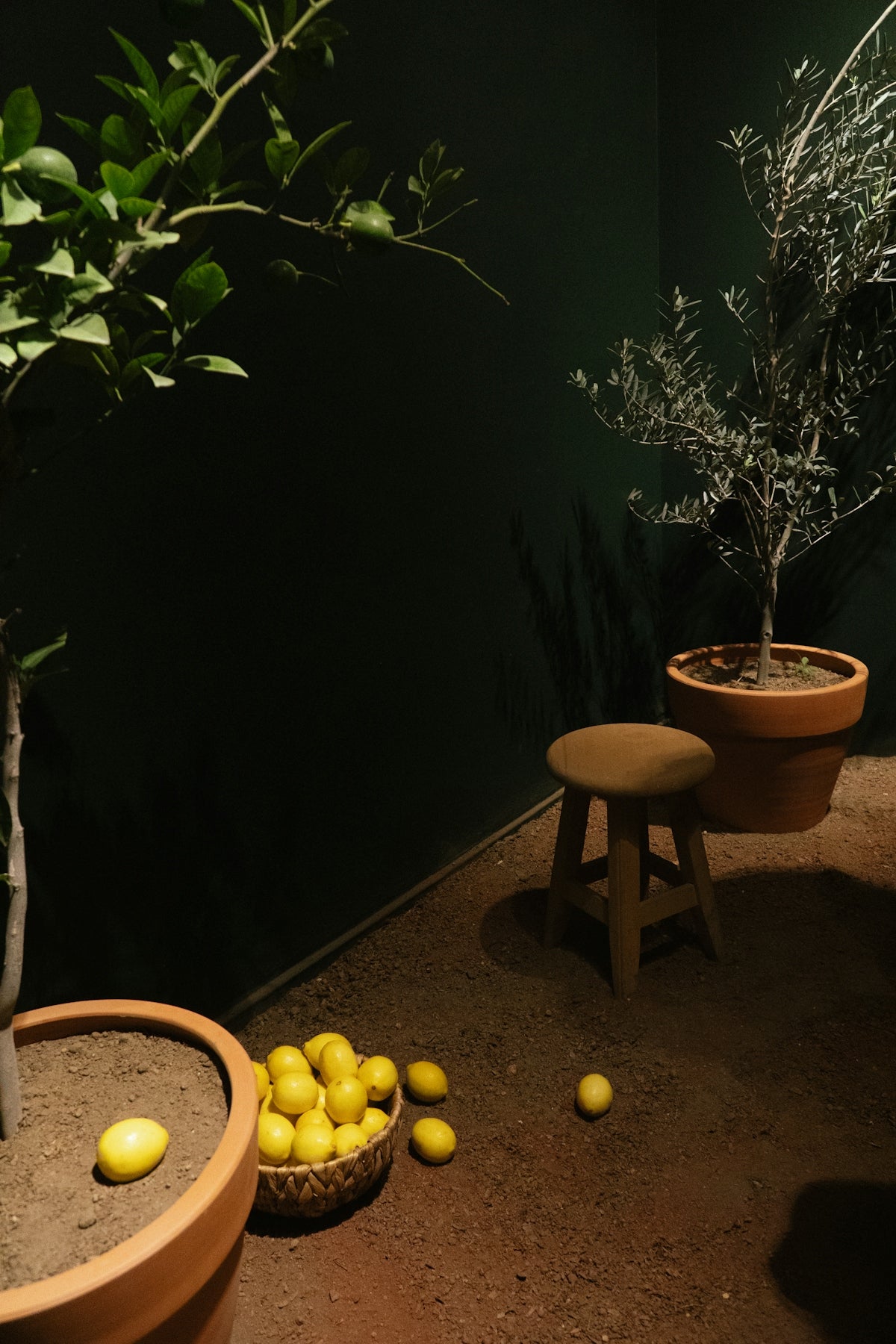 Lemons in a basket with potted trees and stool.