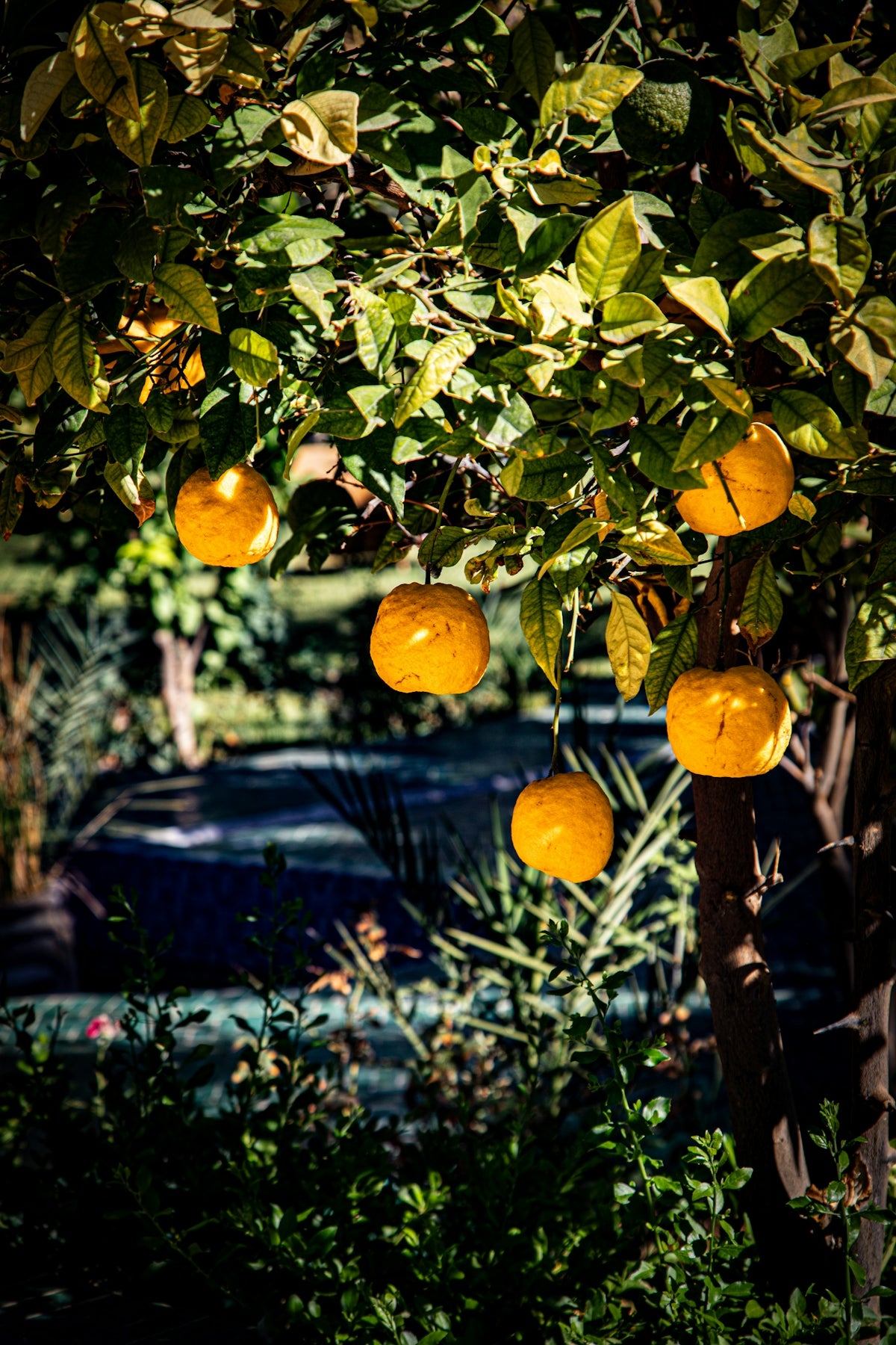 Oranges hanging from a tree branch in sunlight.