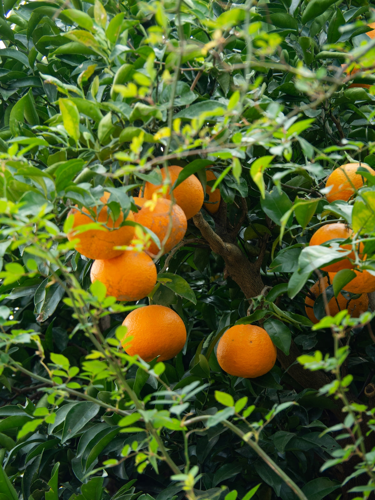 Oranges ripening on a leafy tree branch.