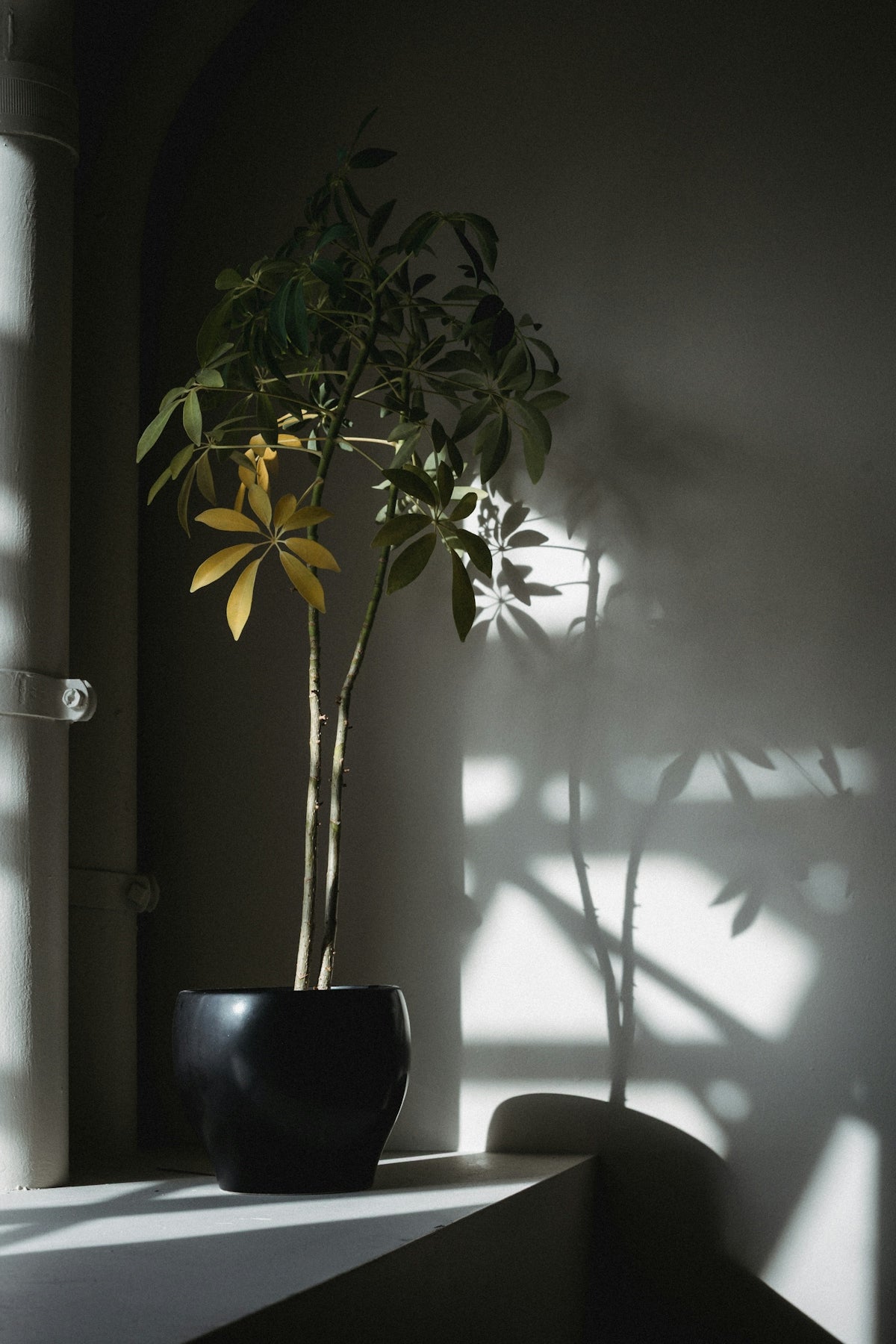 A potted plant casts a shadow on a wall.