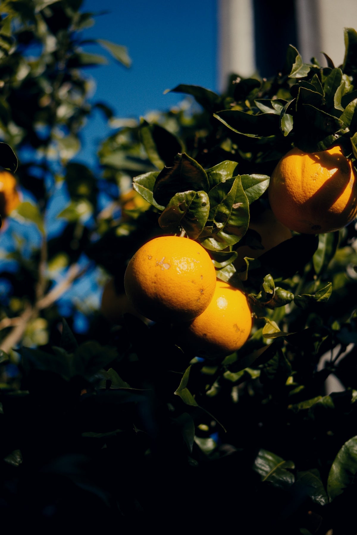 Oranges growing on a tree branch with leaves.