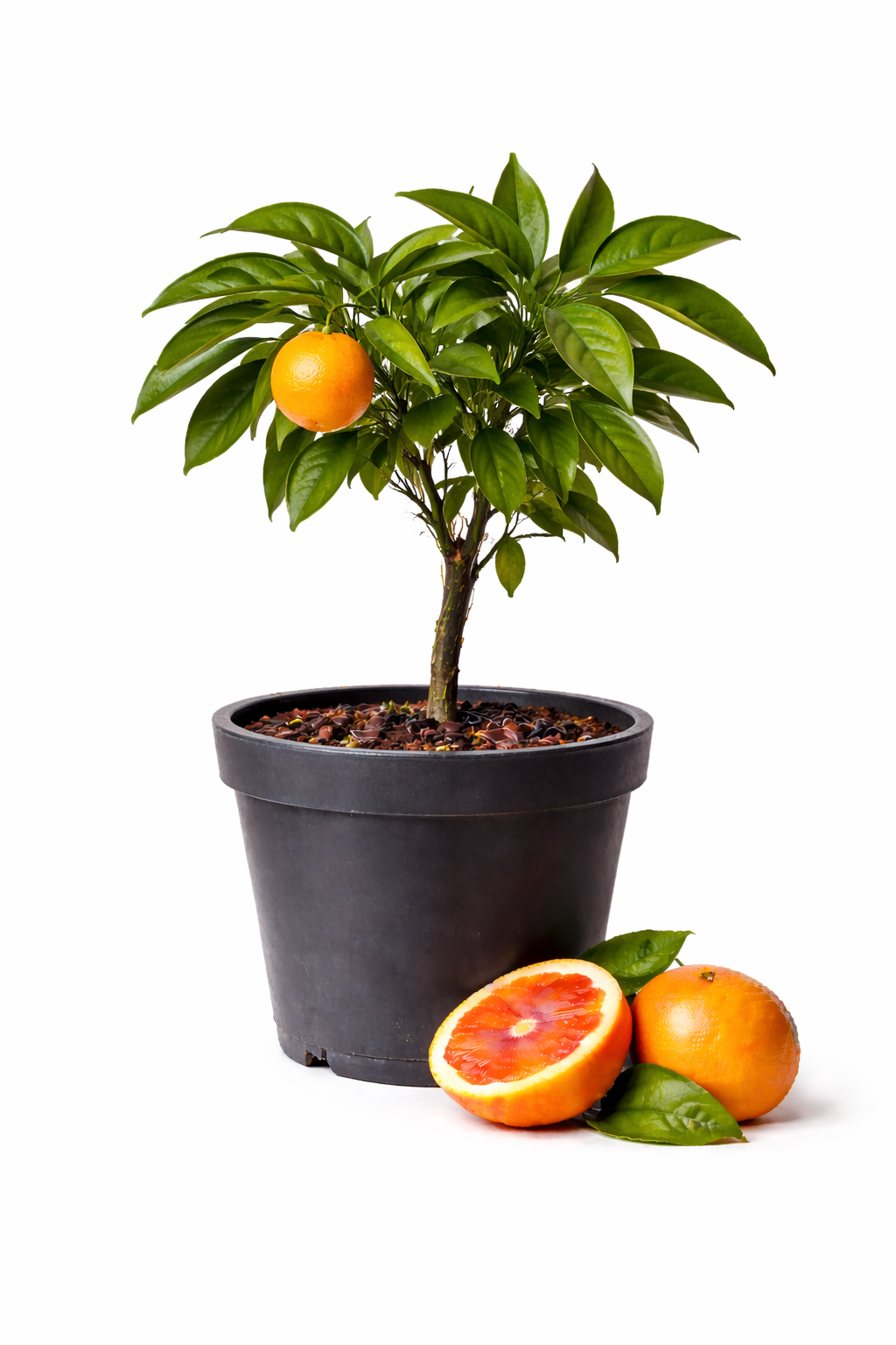 Mandarin Trees