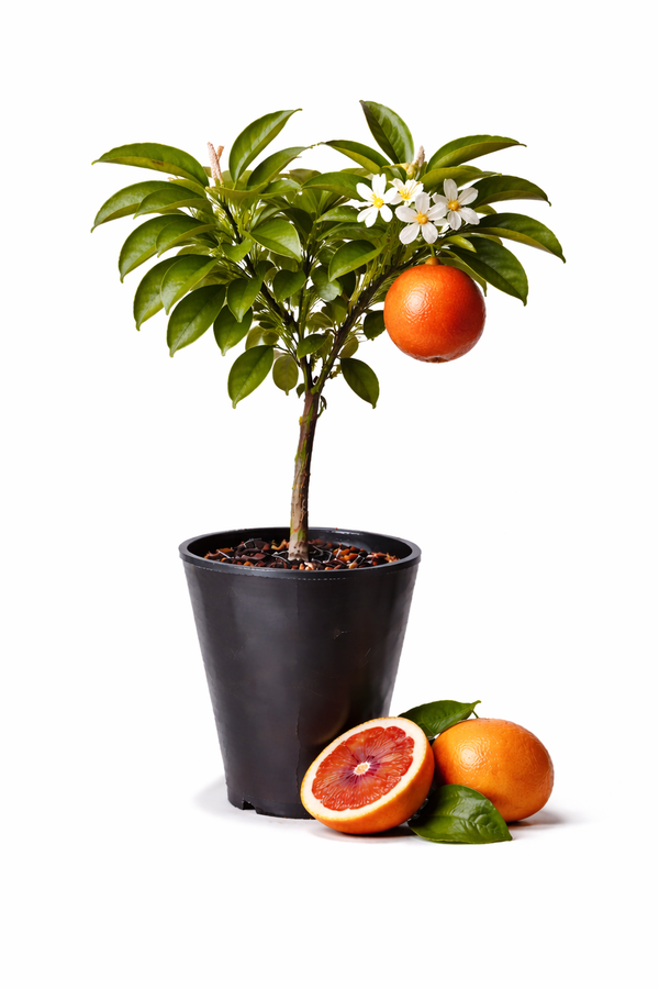 Blood Orange Trees