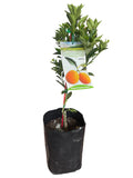 Meiwa Kumquat Tree