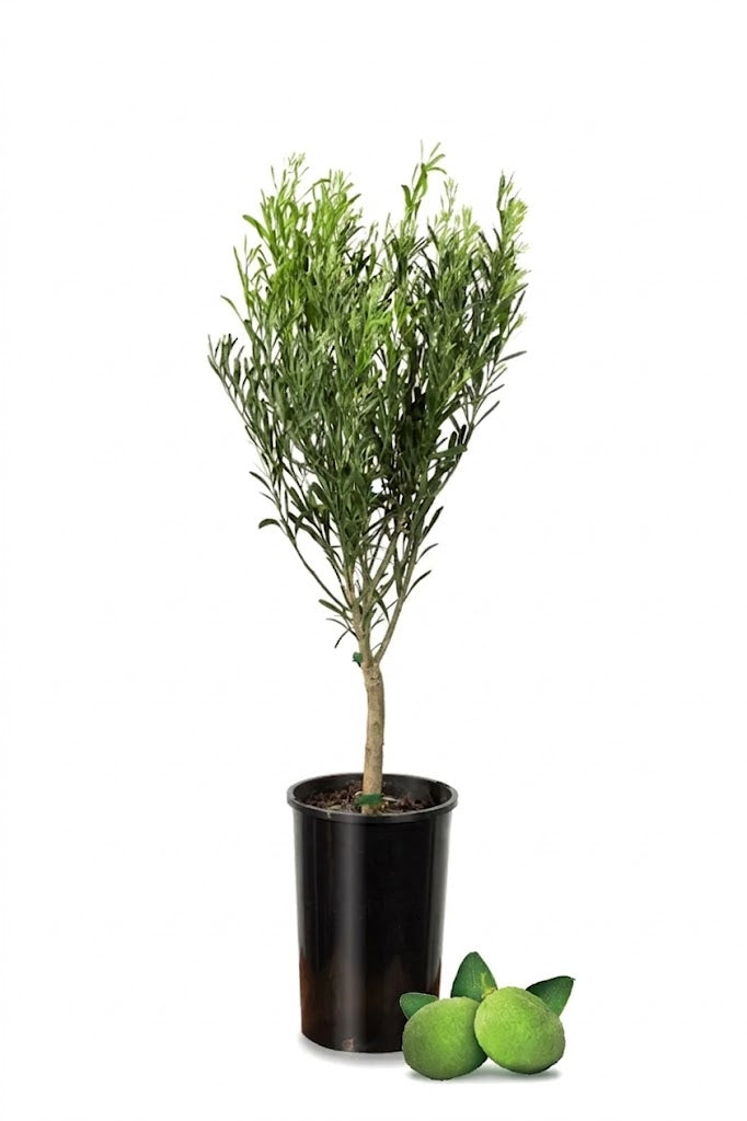 Desert Lime Tree