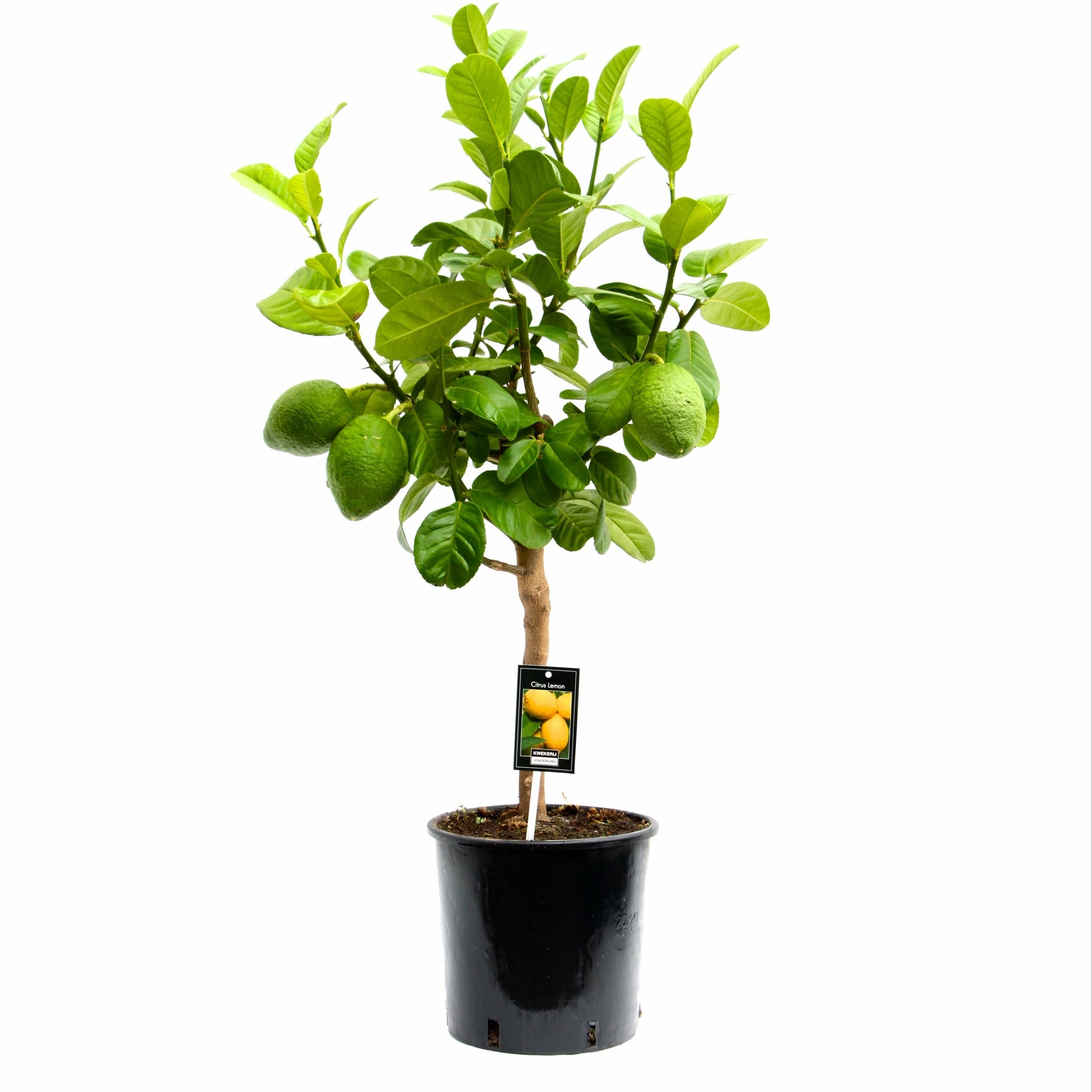 Citrus Bergamot Tree