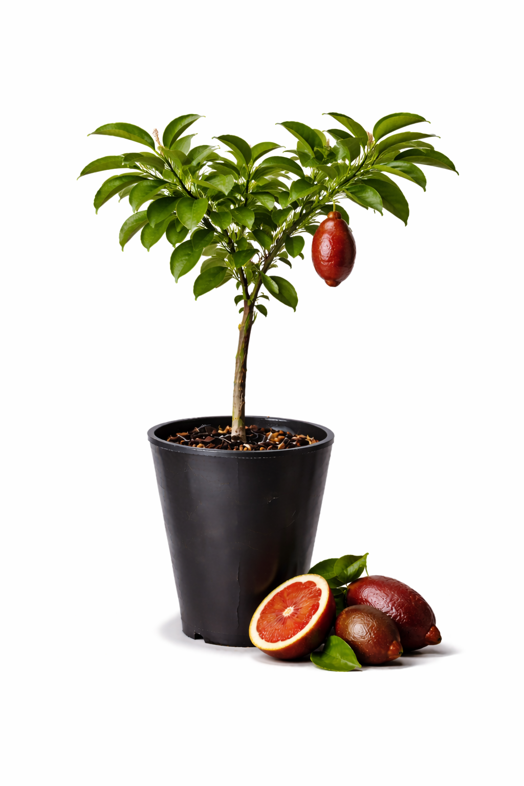 Blood Lime Tree
