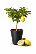 Citron Etrog Tree