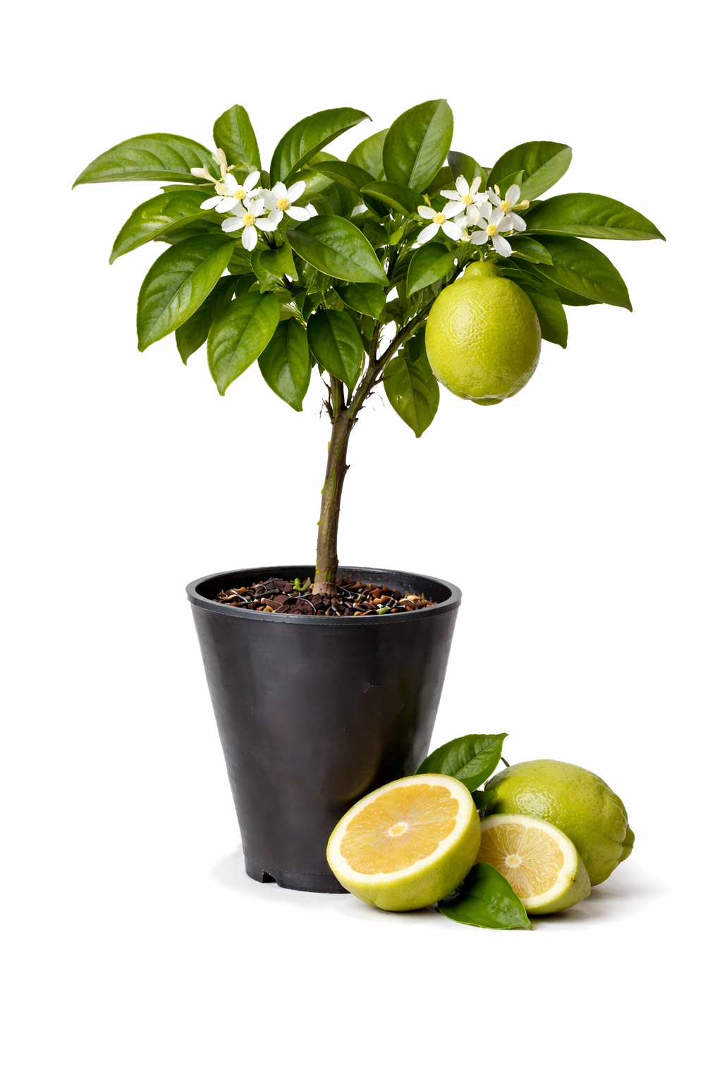 Citrus Bergamot Tree