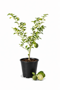Jeruk Limo Tree