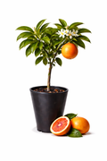 Tarocco Meli orange Tree