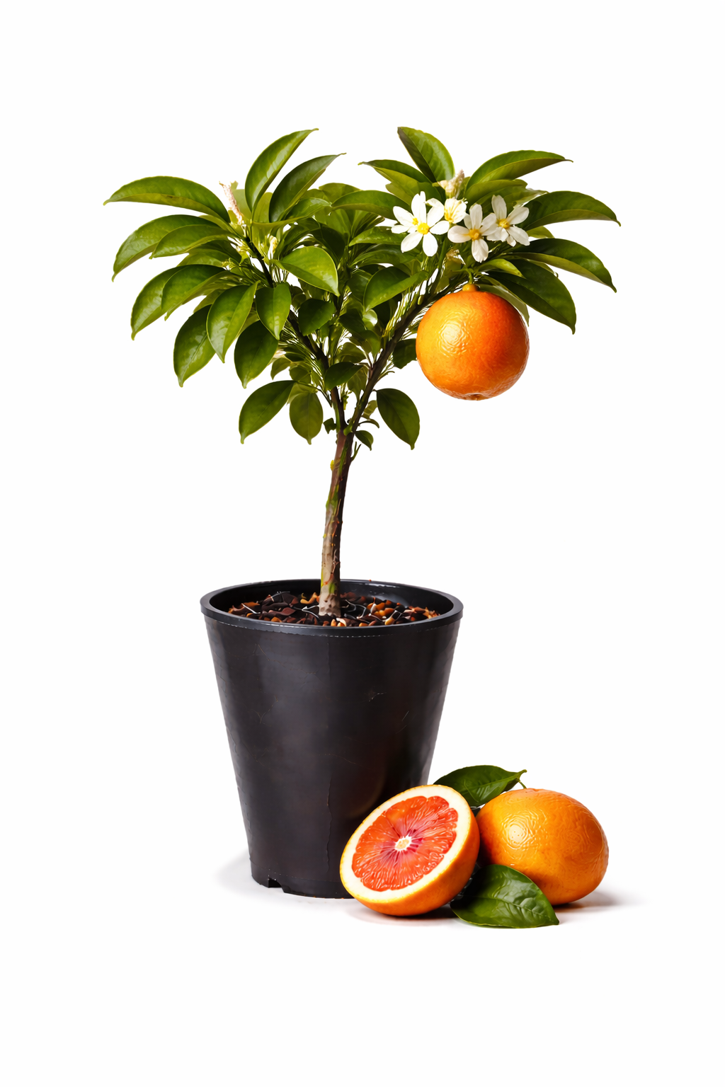 Tarocco Meli orange Tree