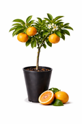 Miho Wase Tree