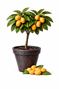 Nagami kumquat Tree