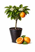 Orange Salustania Tree