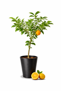 Rangpur Lime Tree