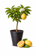 Seedless Eureka Lemon Tree
