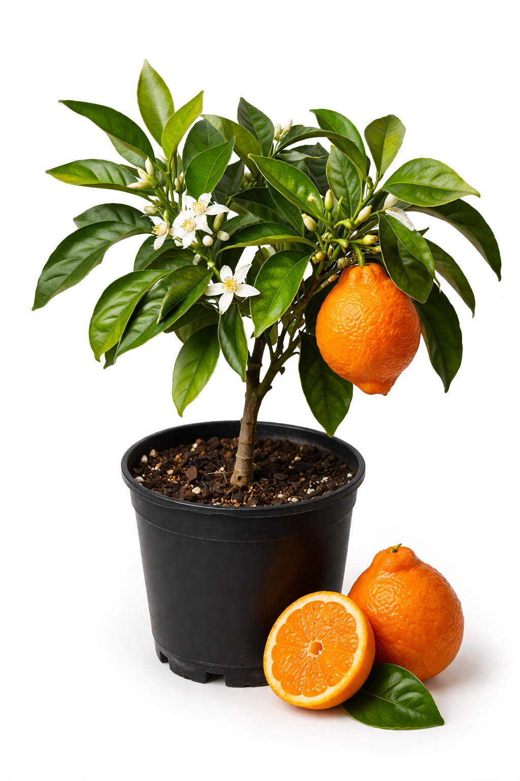 Tangelo Mineola Tree