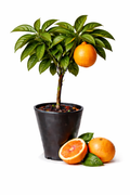 Tangelo Semiole Tree