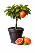 Tarocco Rosso blood orange Tree