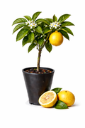 Yuzu Tree