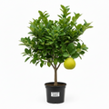 Pomelo Watsons Choice Tree