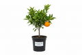 Honey Murcott Tree