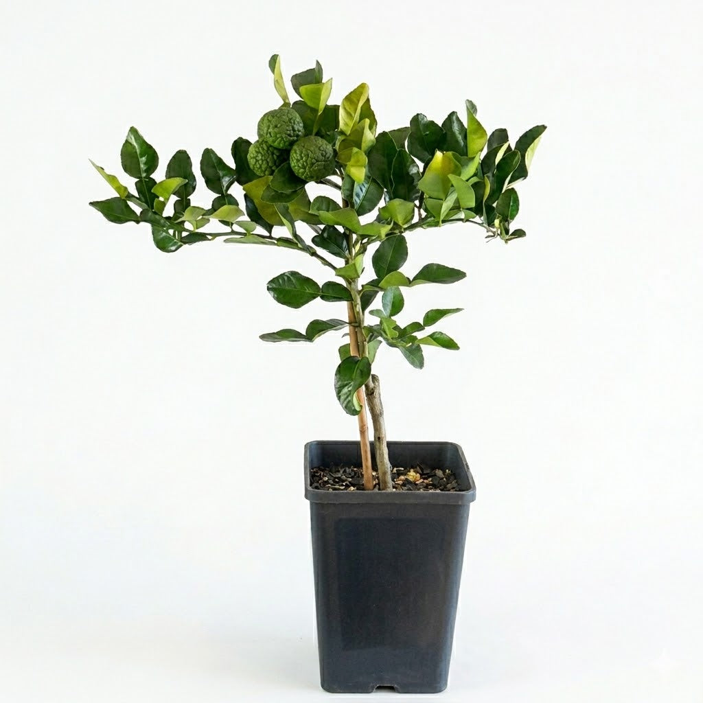 Kaffir Lime Tree