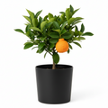 Sumo Citrus Tree
