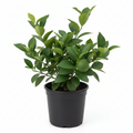 Citrus Sudachi Tree