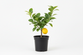 Lemonade Lemon Tree