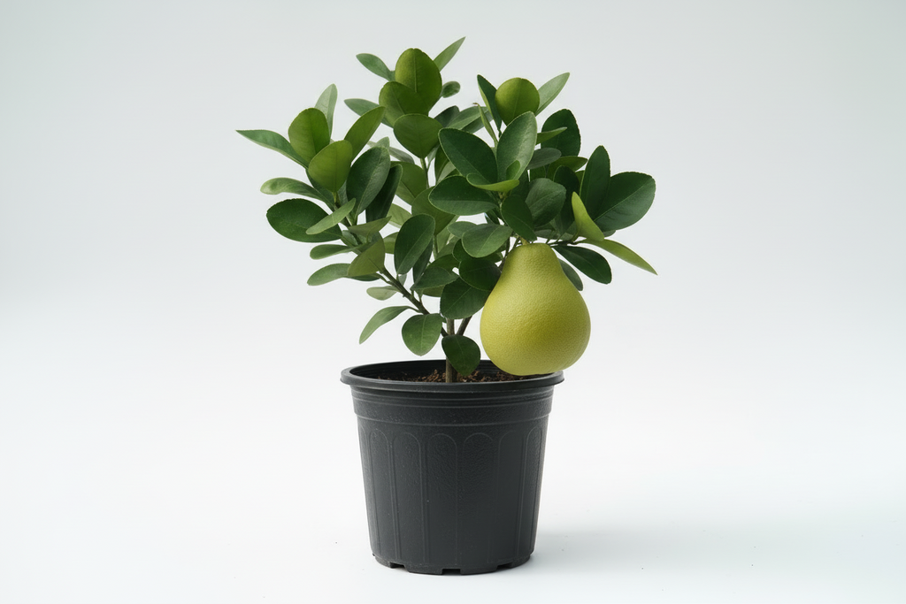 Pomelo Nam Roi Tree