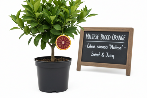 Maltese blood orange Tree