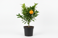 Mandarin Afourer Tree