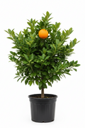 Mandarin Imperial Tree