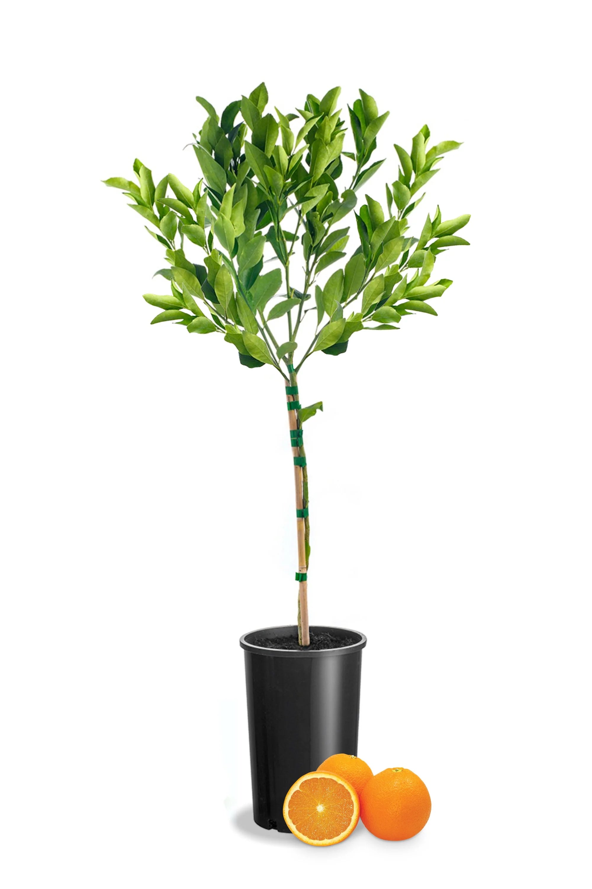 Afourer Mandarin Tree