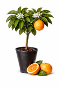 Pineapple Orange Tree