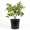Pinky Lemon Tree