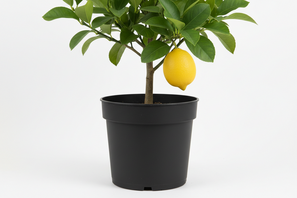 Seedless Eureka Lemon Tree
