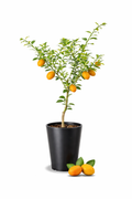 Sunrise Lime Tree