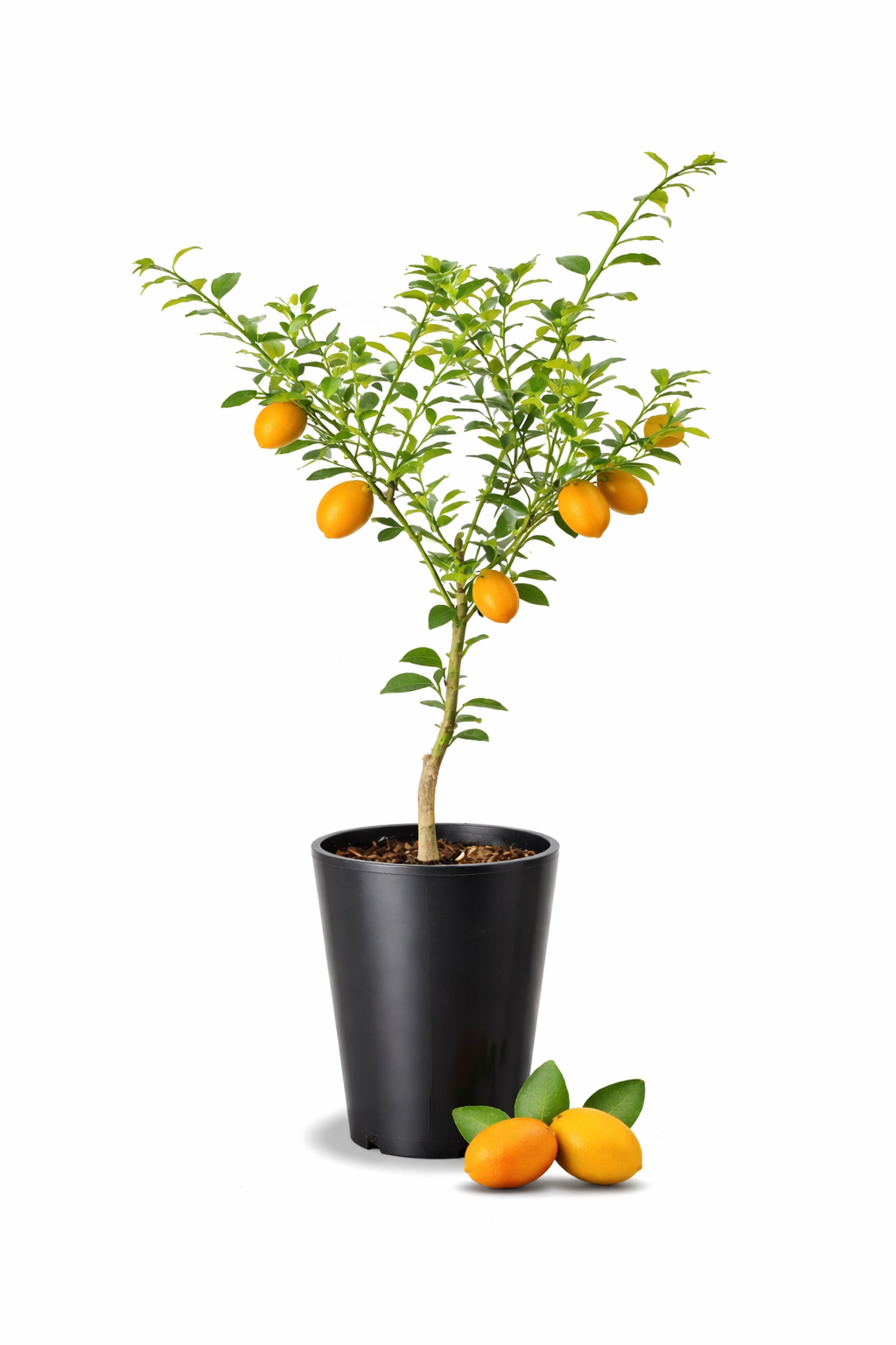 Sunrise Lime Tree